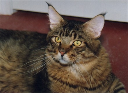 Megacoon Rocking Cyrus - maine-coon