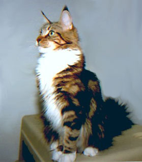 Willowplace Party Doll - maine-coon