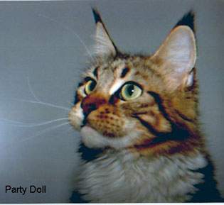 Willowplace Party Doll - maine-coon