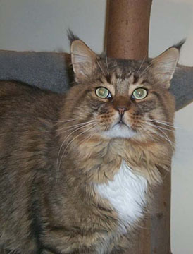 Willowplace Shenandoah - мейн-кун