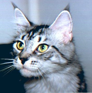 Dorwill Jolene of Willowplace - maine-coon