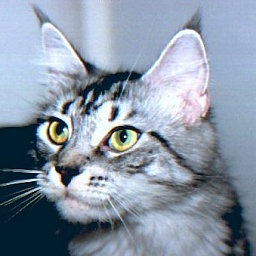 Dorwill Jolene of Willowplace