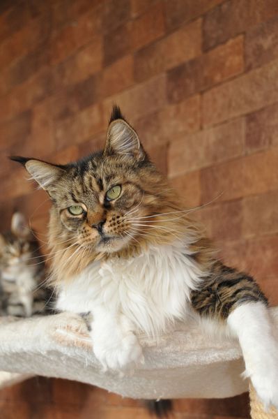 Willowplace Tigra of Lioncoon - Adult maine-coon 8 years 9 months 2.5 weeks