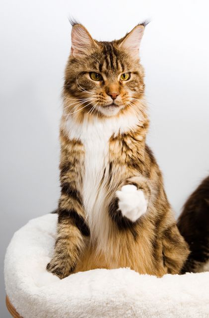 Homelynx Philadelphia of Lioncoon - мейн-кун