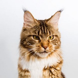 Homelynx Philadelphia of Lioncoon