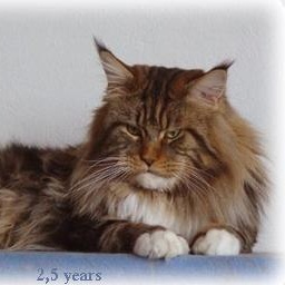 Wytopitlock H'Bono Madox