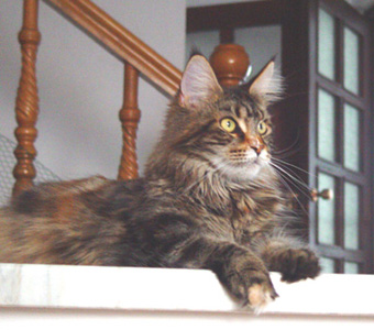 B'Glory Cat Cabaret - Adult maine-coon 1 year 10 months