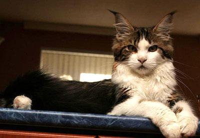 Alwaro Polenna of Homelynx - maine-coon
