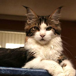 Alwaro Polenna of Homelynx