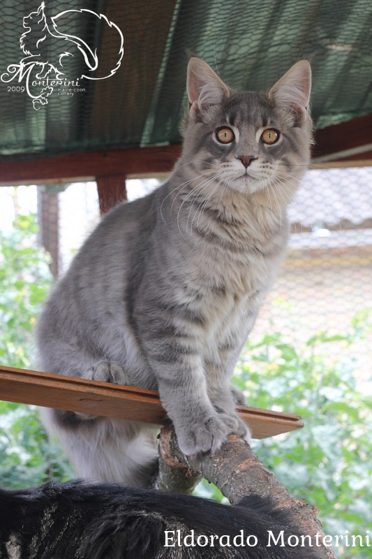 Eldorado Monterini - Kitten maine-coon 4 months 3 weeks