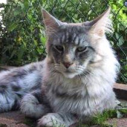 Kumskaka Many Waters of Belushies