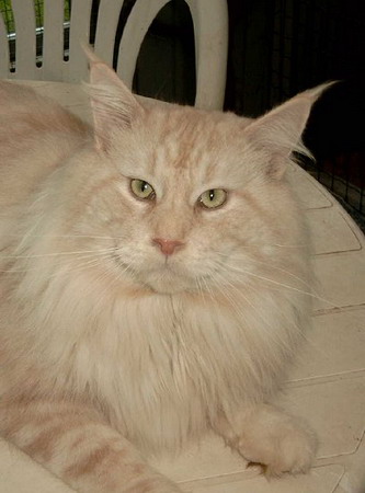 Belushies Utha - maine-coon