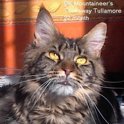 Mountaineer Tuckaway Tullamore