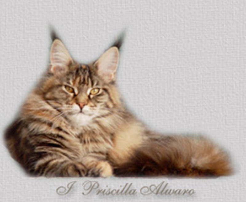 Alwaro I'Priscilla - maine-coon
