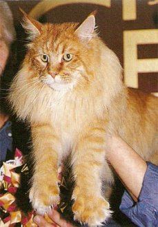 Guldfakse Chief Two Moons - maine-coon