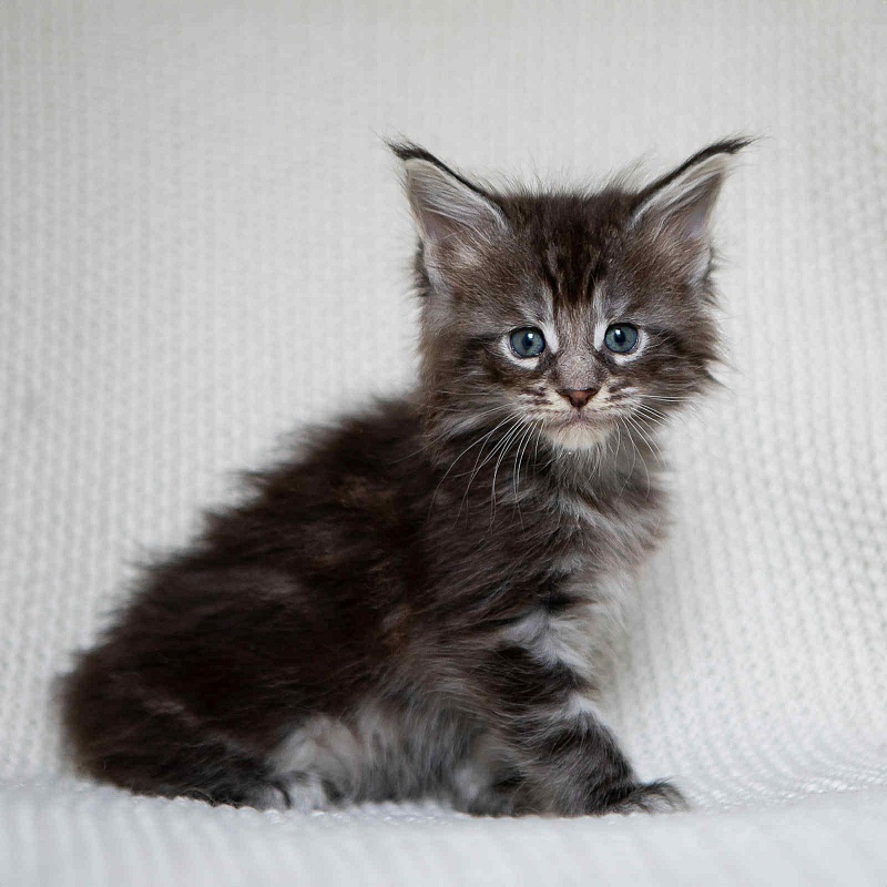 Alexander (Alex) - Kitten maine-coon 1 month 0.5 weeks