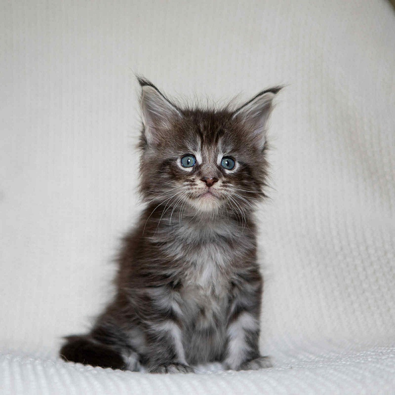 Alexander (Alex) - Kitten maine-coon 1 month 0.5 weeks