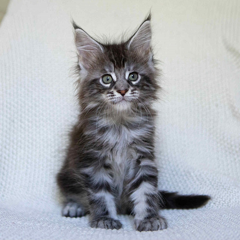 Alexander (Alex) - Kitten maine-coon 1 month 3.5 weeks