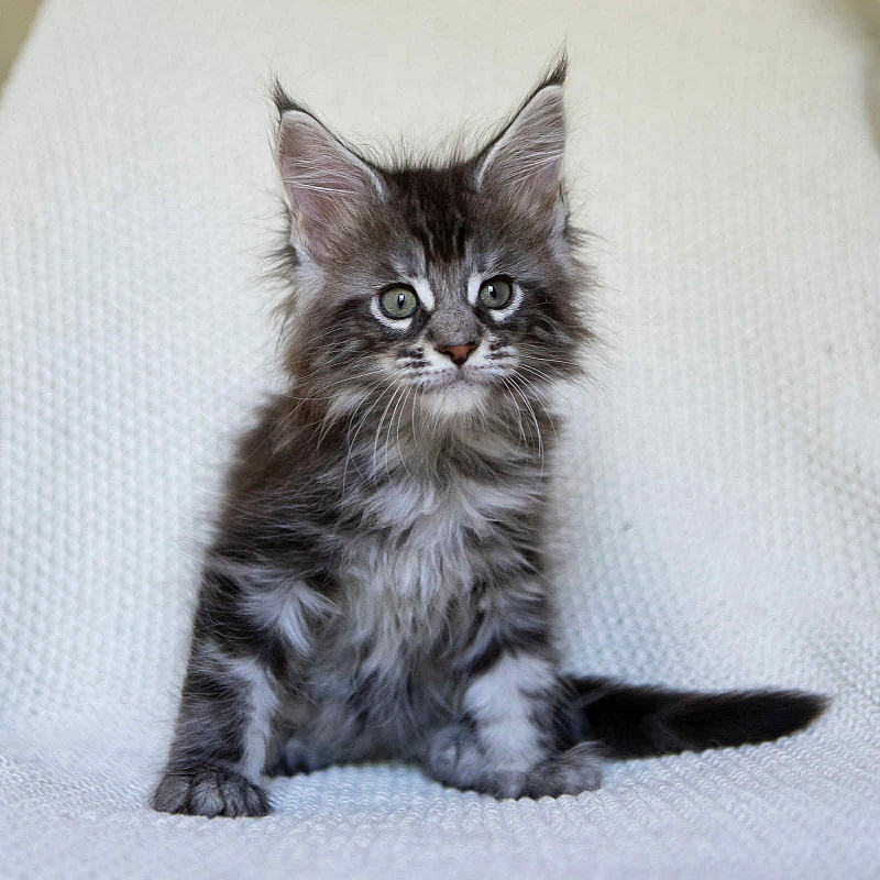 Alexander (Alex) - Kitten maine-coon 1 month 3.5 weeks