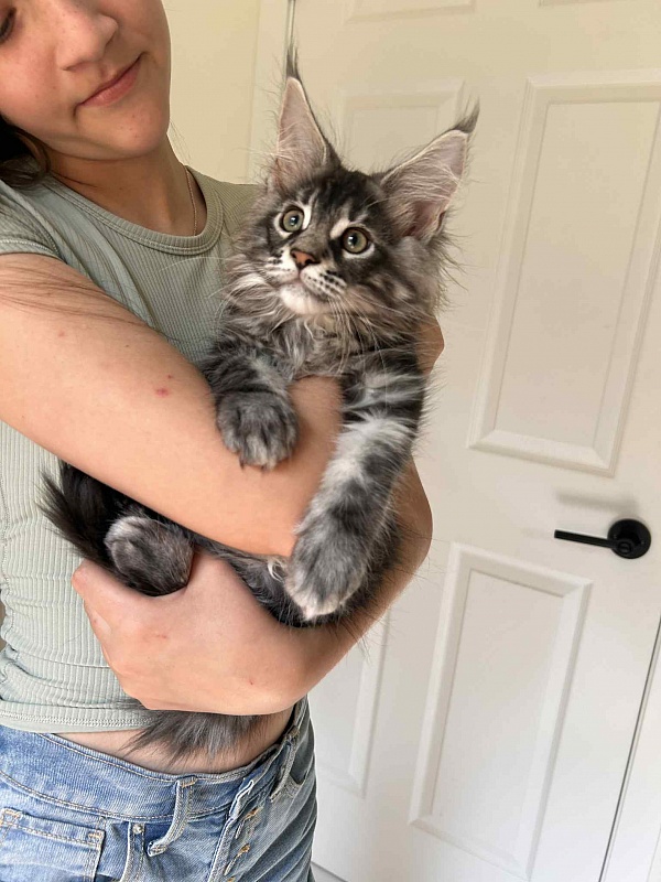 Alexander (Alex) - Kitten maine-coon 2 months 2.5 weeks