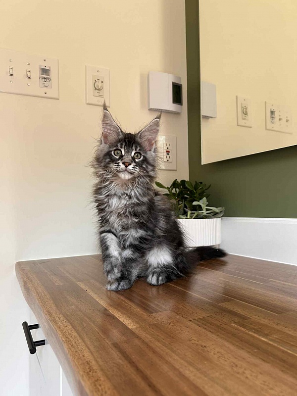 Alexander (Alex) - Kitten maine-coon 2 months 2.5 weeks