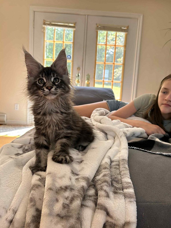 Alexander (Alex) - Kitten maine-coon 2 months 2.5 weeks