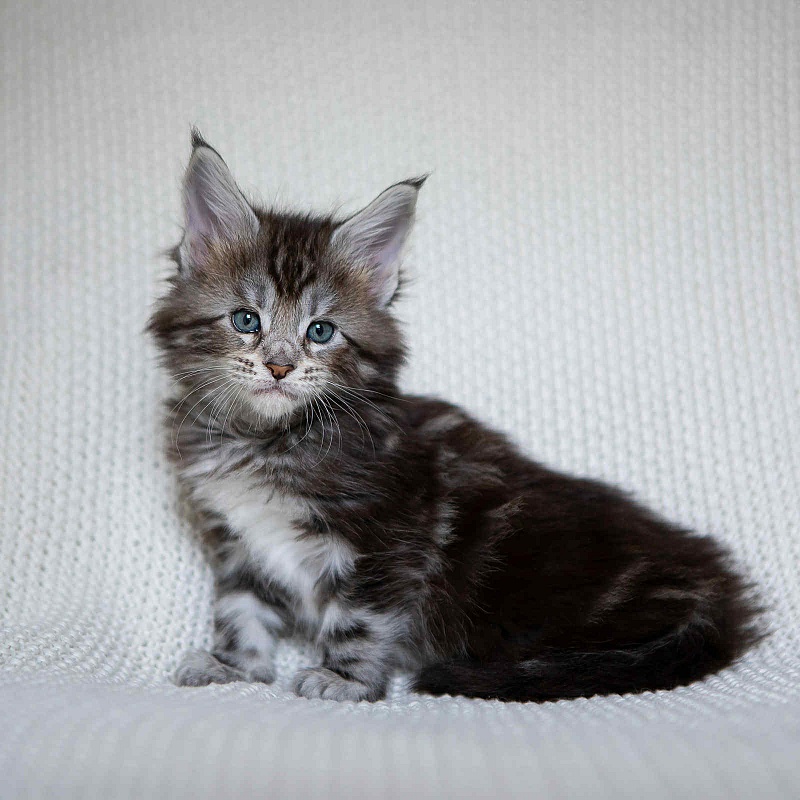 Amore Mia - Kitten maine-coon 1 month 0.5 weeks