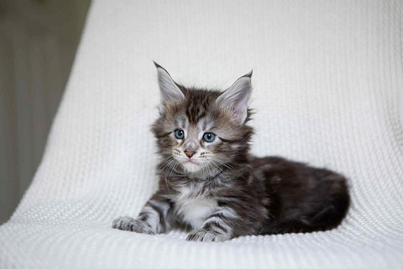 Amore Mia - Kitten maine-coon 1 month 0.5 weeks