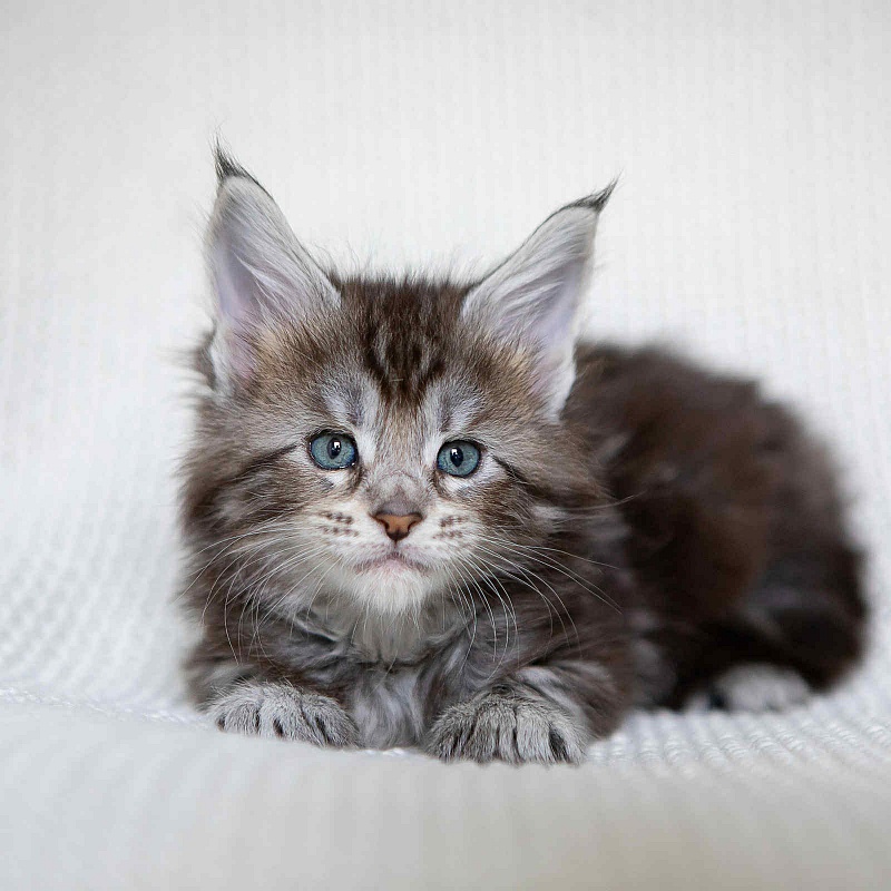 Amore Mia - Kitten maine-coon 1 month 0.5 weeks