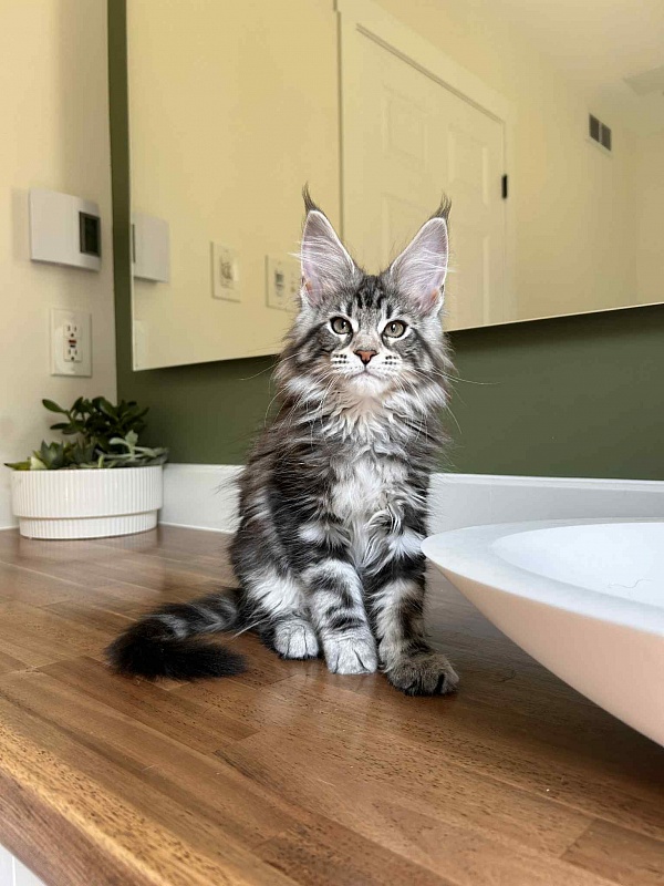 Amore Mia - Kitten maine-coon 2 months 2.5 weeks