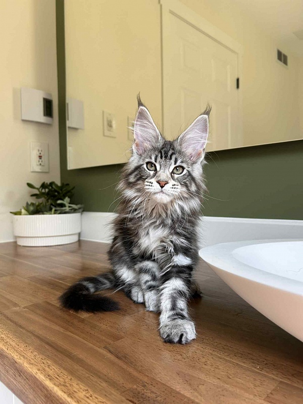 Amore Mia - Kitten maine-coon 2 months 2.5 weeks