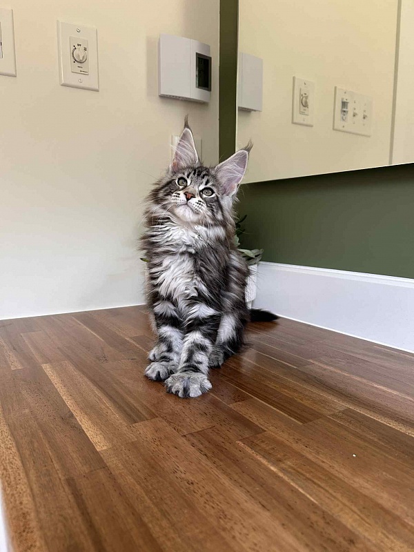Amore Mia - Kitten maine-coon 2 months 2.5 weeks