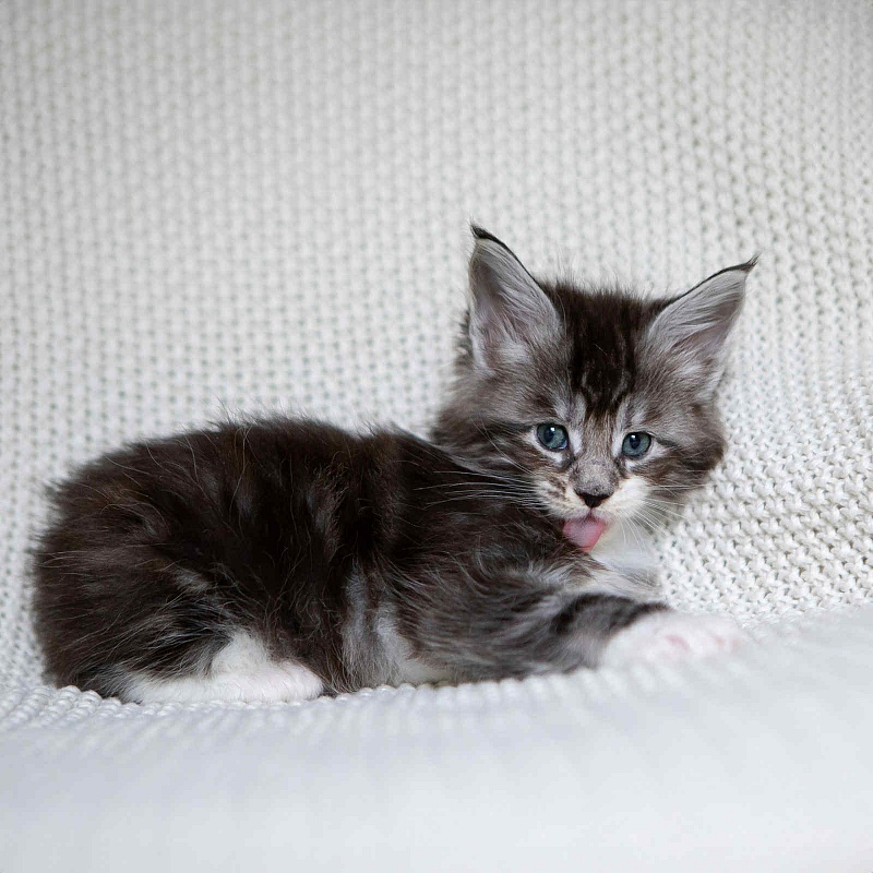 Avianna (Avi) - Kitten maine-coon 1 month 0.5 weeks
