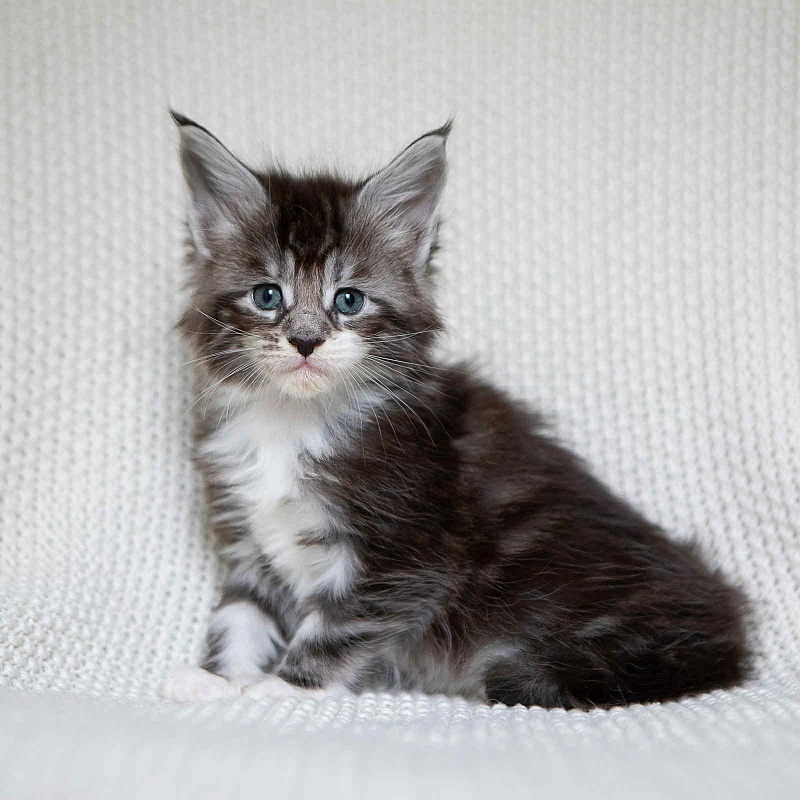 Avianna (Avi) - Kitten maine-coon 1 month 0.5 weeks