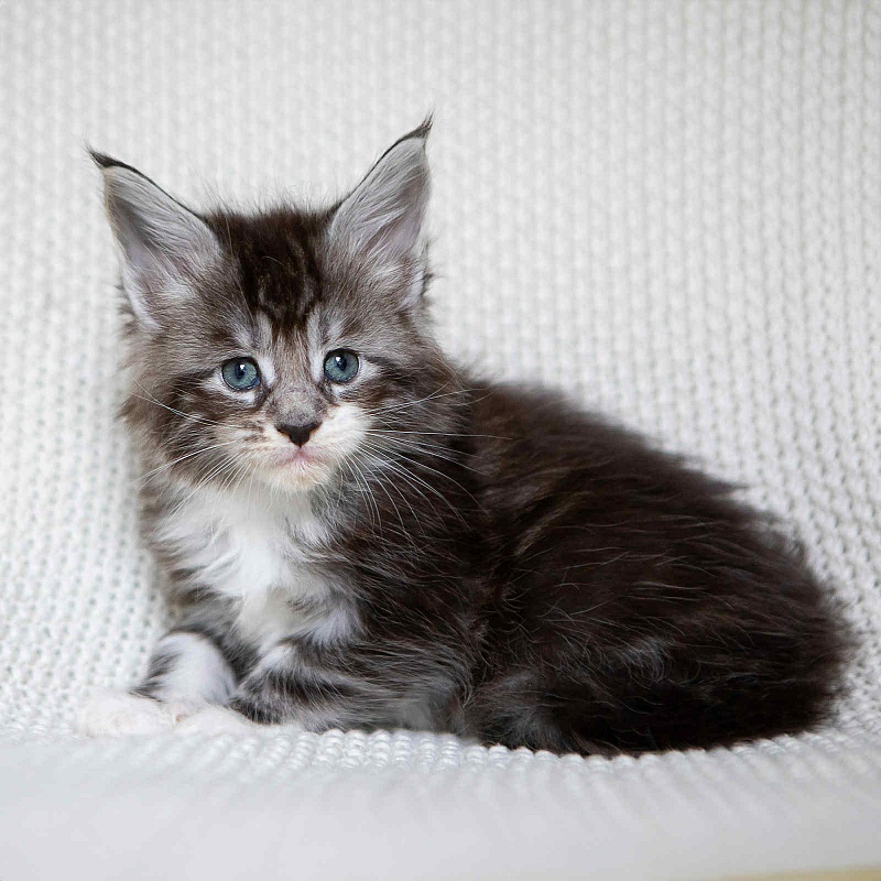 Avianna (Avi) - Kitten maine-coon 1 month 0.5 weeks