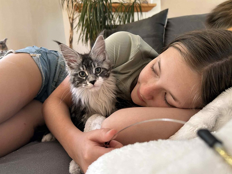 Avianna (Avi) - Kitten maine-coon 2 months 2.5 weeks