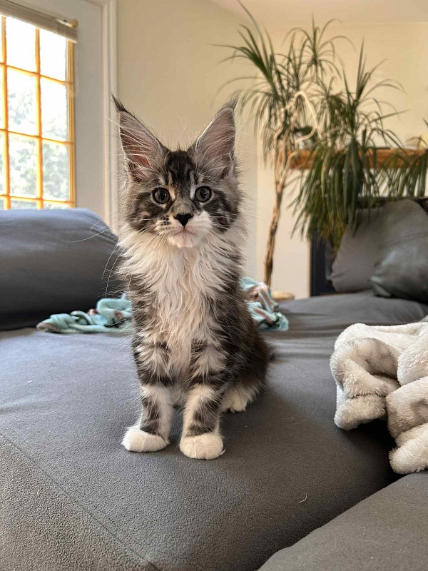 Avianna (Avi) - Kitten maine-coon 2 months 2.5 weeks