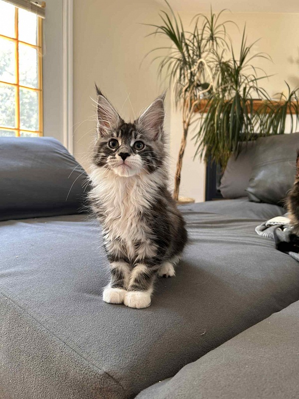 Avianna (Avi) - Kitten maine-coon 2 months 2.5 weeks