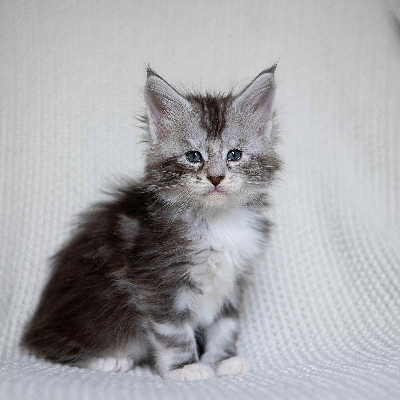 Almond - Кошеня мейн-кун 1 місяць 0,5 тижнів