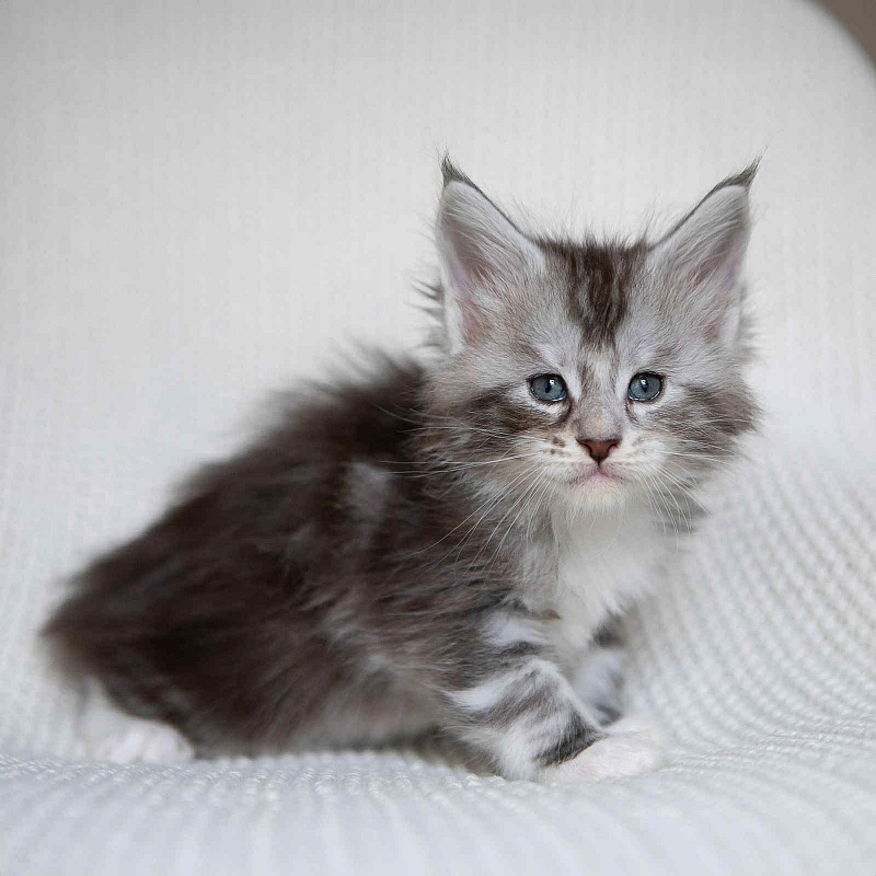 Almond - Кошеня мейн-кун 1 місяць 0,5 тижнів