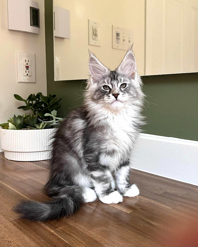 Almond - Кошеня мейн-кун 2 місяця 2,5 тижні