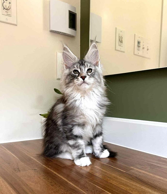 Almond - Кошеня мейн-кун 2 місяця 2,5 тижні