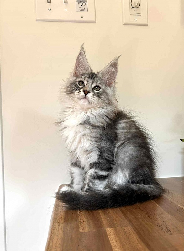 Almond - Кошеня мейн-кун 2 місяця 2,5 тижні