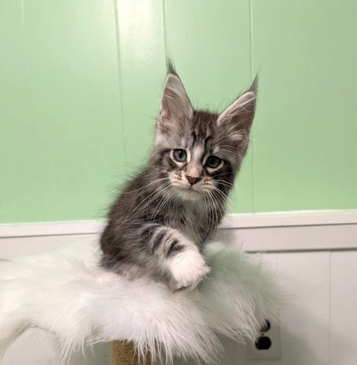 Boo Monterini - Кошеня мейн-кун 2 місяця 1,5 тиждень