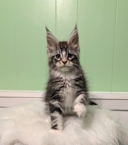 Boo Monterini - Кошеня мейн-кун 2 місяця 1,5 тиждень