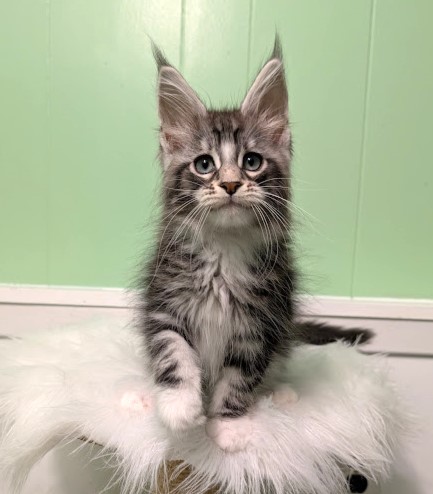 Boo Monterini - Кошеня мейн-кун 2 місяця 1,5 тиждень