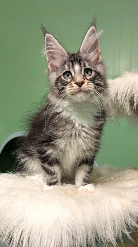 Boo Monterini - Кошеня мейн-кун 3 місяця