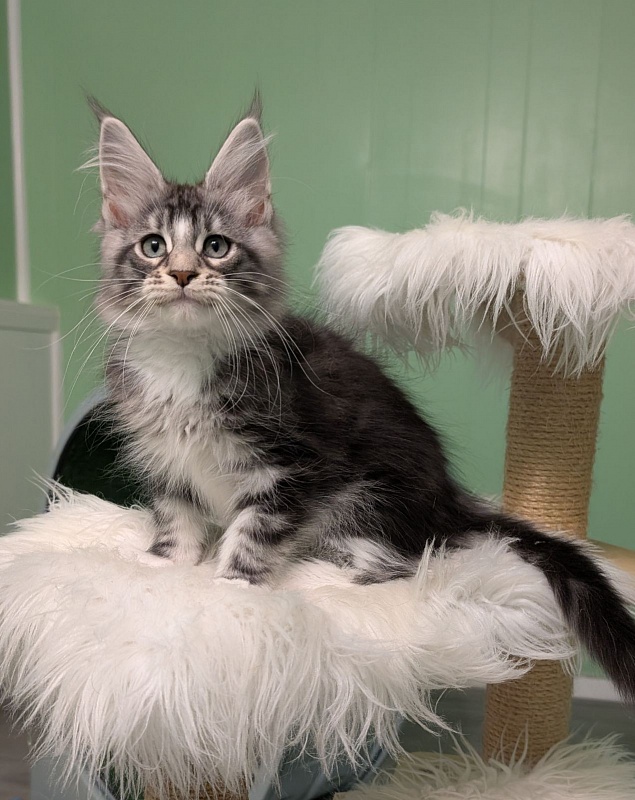 Boo Monterini - Кошеня мейн-кун 3 місяця