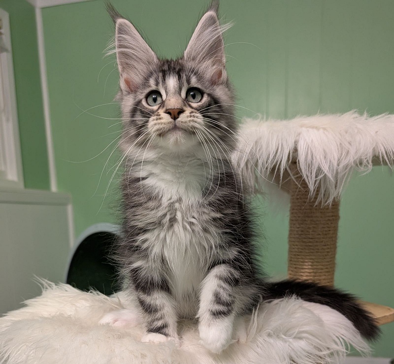 Boo Monterini - Кошеня мейн-кун 3 місяця