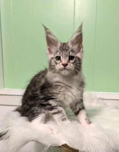 Bee Monterini - Kitten maine-coon 2 months 1.5 week